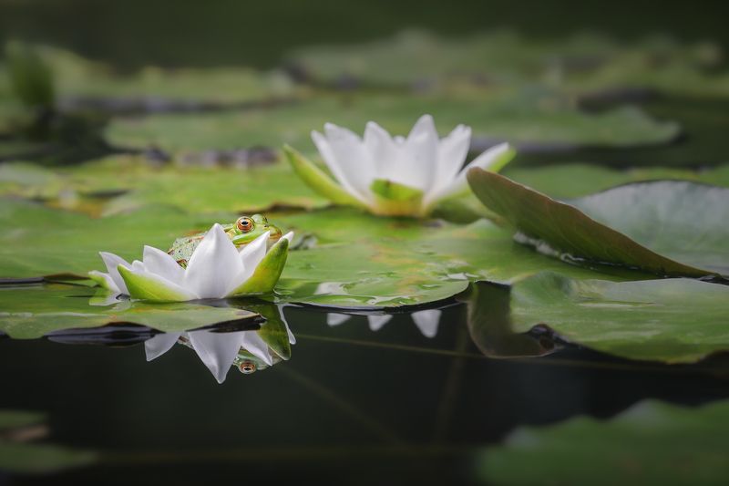лягушка царевна-лягушка фото превью