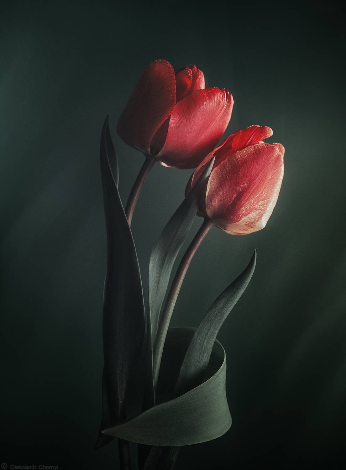 цветы, тюльпаны, май, любовь, волшебство, красота природы, макрофотография, саша чорный,, Чорный Александр