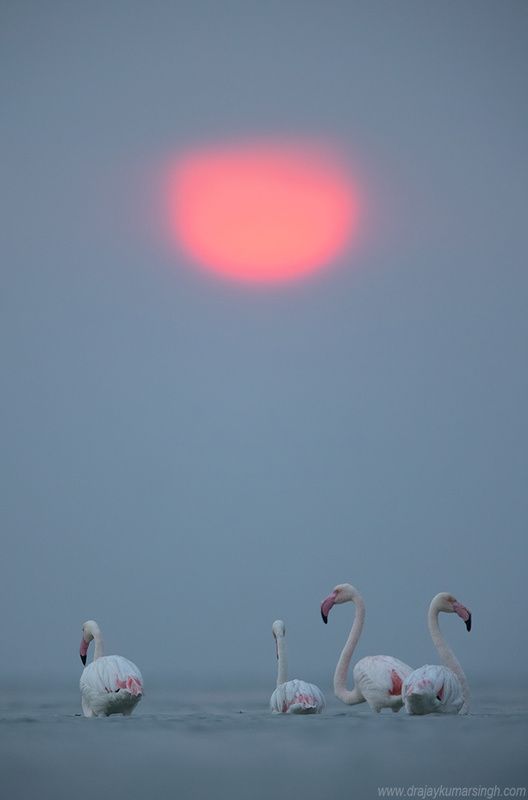 Greater flamingos dramatic sun Greater flamingos photo preview