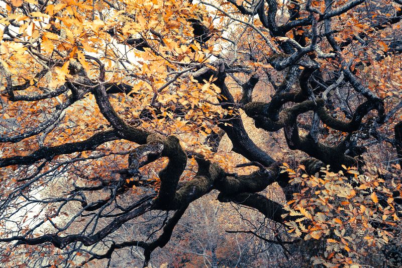 Дуб. Изнутриphoto preview