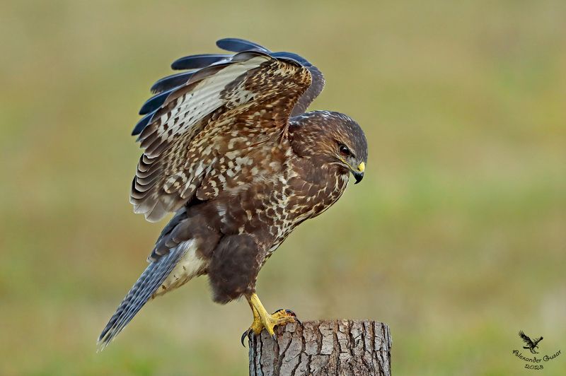 канюк На пенёк. фото превью