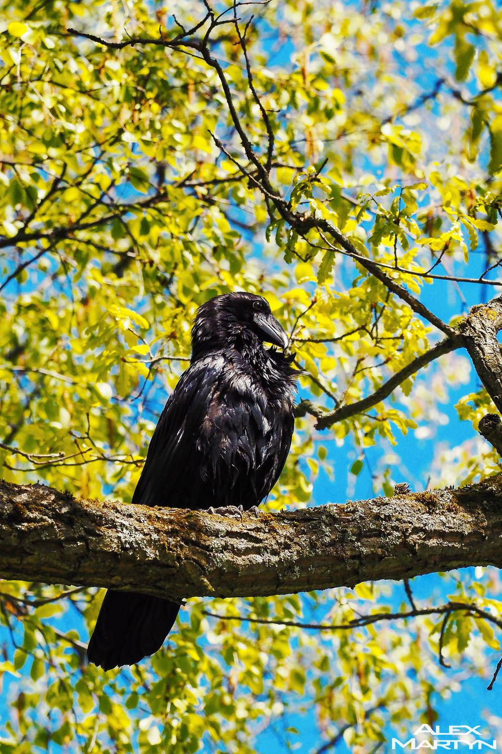 Ворон. Автор: Александр Мартынов ворон, весна, небо, заповедник, Александр Мартынов