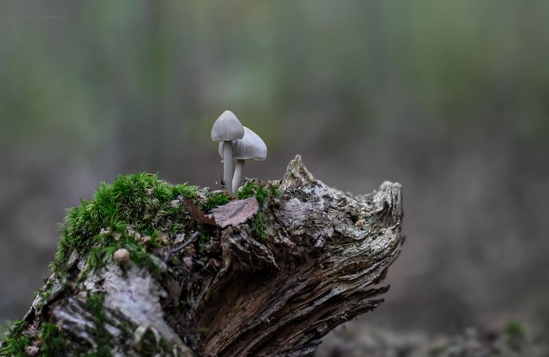 поганки, гриб, макро Поганочки на кабанчикеphoto preview