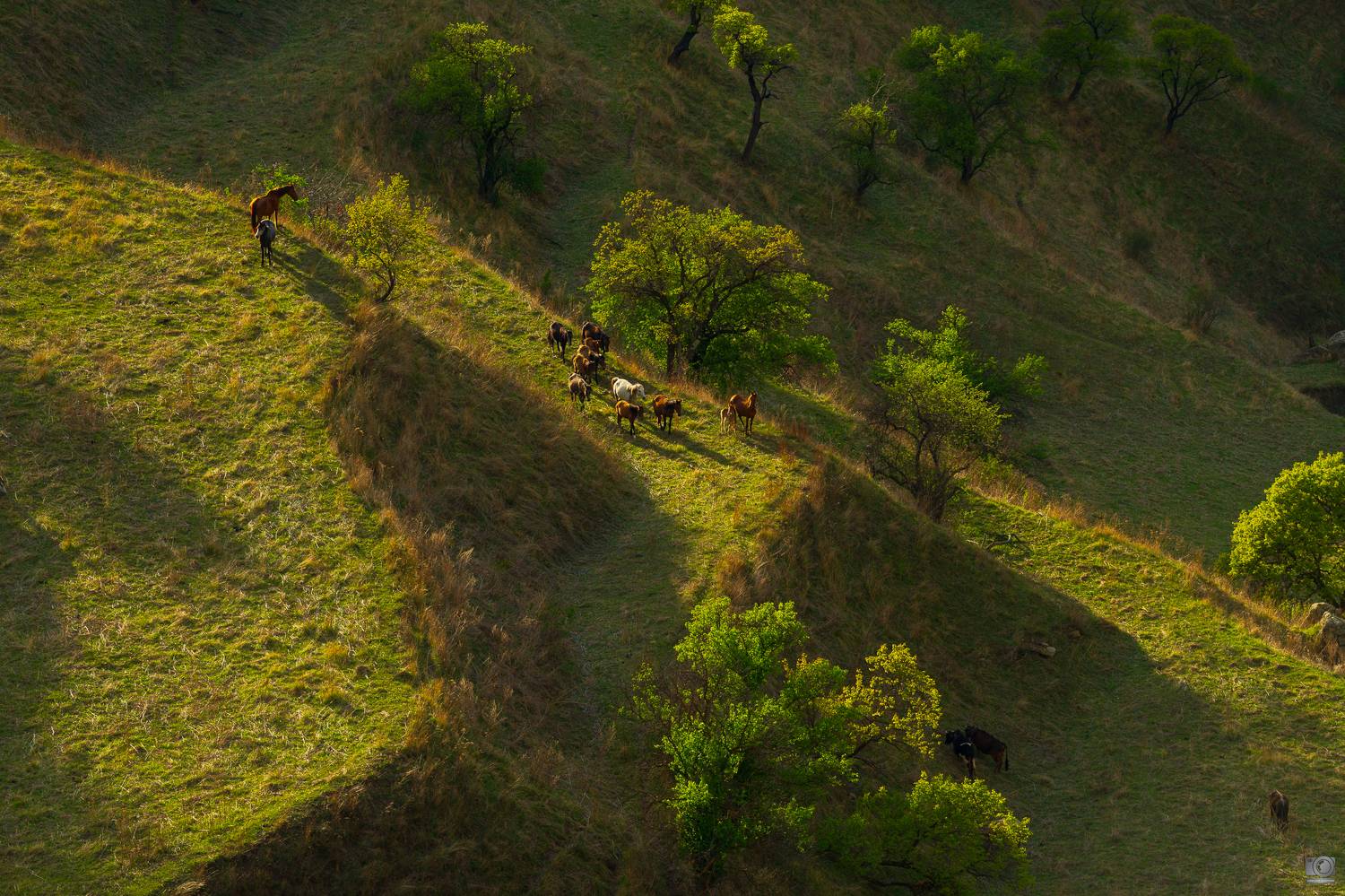 Свобода. Автор: Ковалев Дмитрий , Ковалев Дмитрий