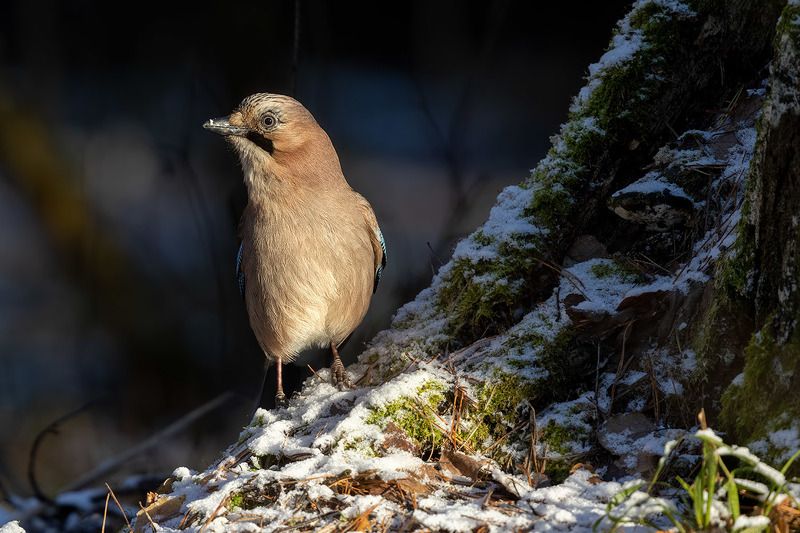 птицы, Подмосковье, сойка  Любопытствоphoto preview