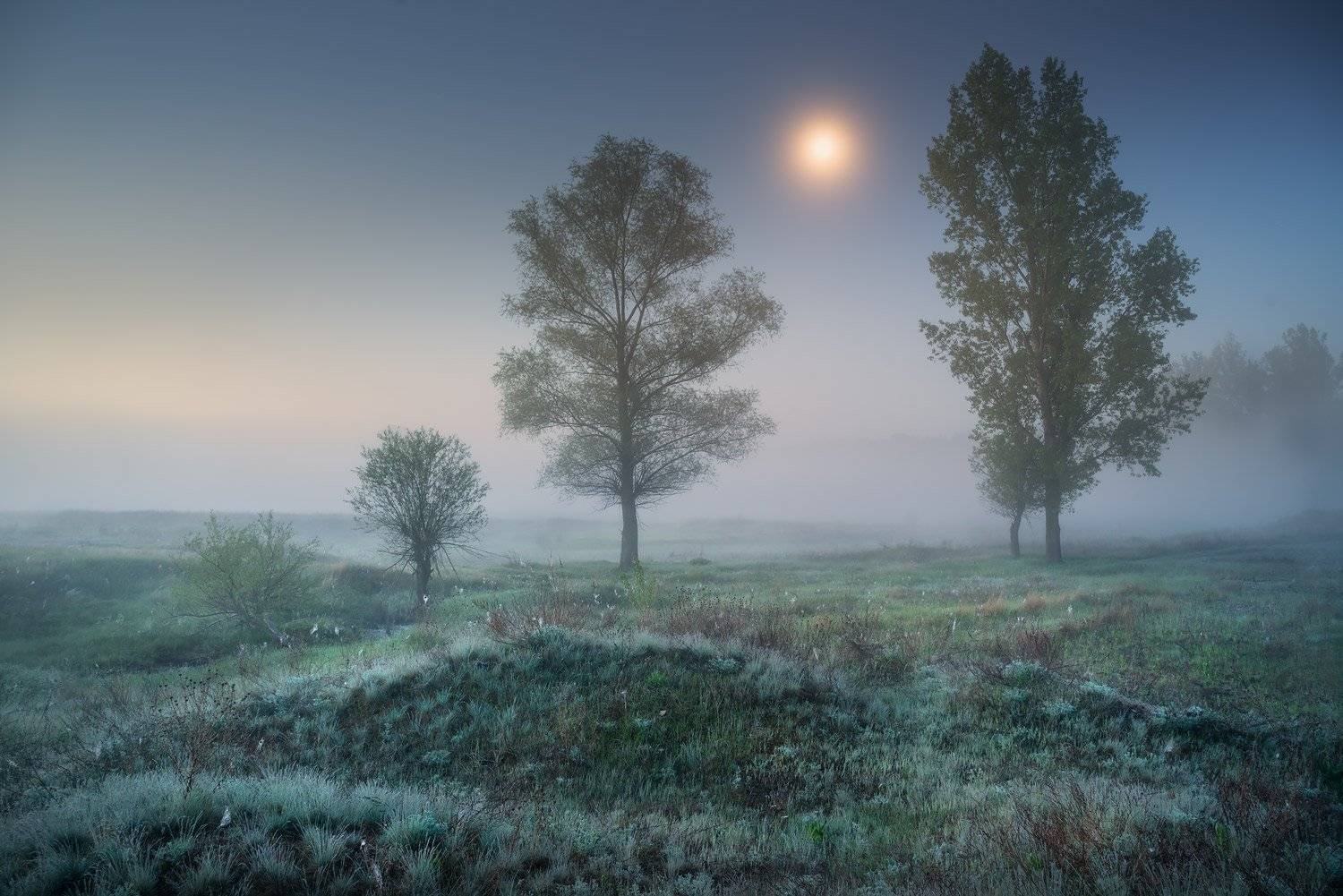Лунные Сумерки. Автор: Александр Киценко ночь, утро, луна, луг, Солоницевка, туман, сумерки, Александр Киценко