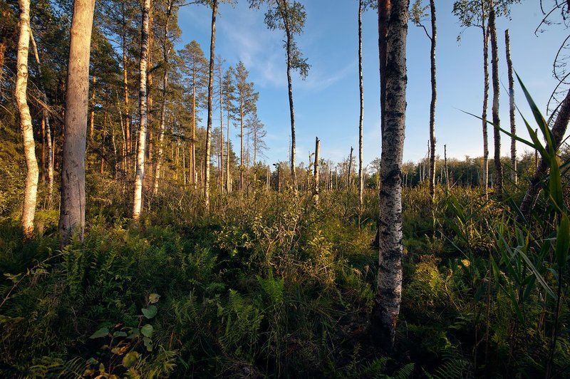 московская область, верхне-волжская провинция, пейзажи московской области, фотоальбом \\ Pro Верхнее-Волжскую провинцию Московской областиphoto preview