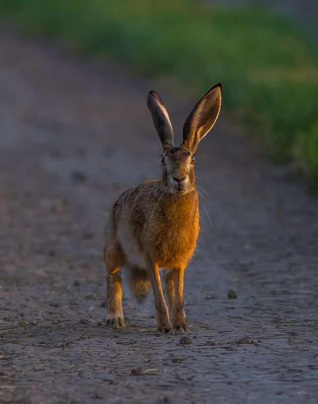 русак, заяц, фотоохота, животные, млекопитающие Че-та падазрительна!photo preview
