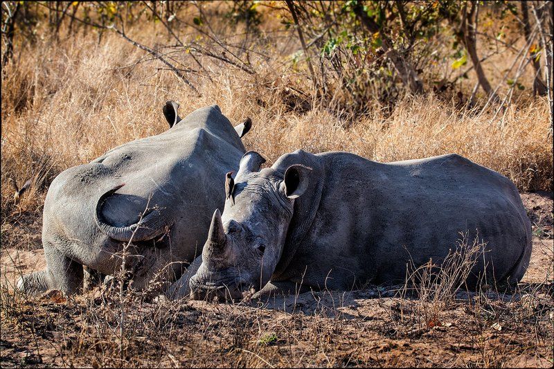 Сиестаphoto preview