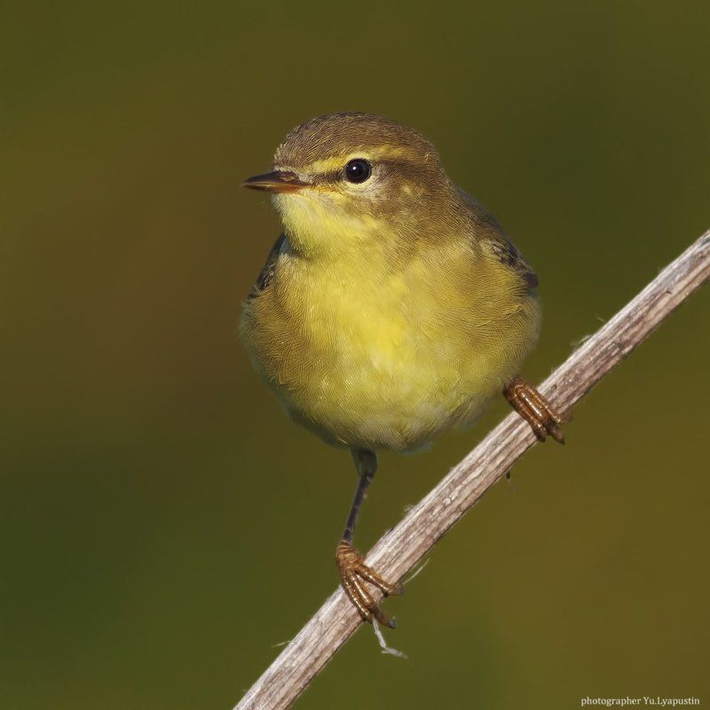 Пеночка весничка весничкаphoto preview