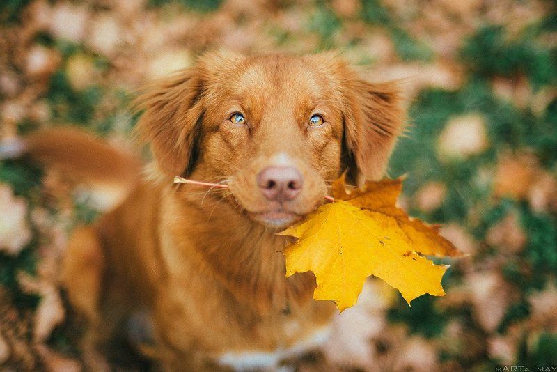 толлер, собака,  Tolling Retriever, pet, autumn, red, dog, осень, рыжий  Sunnyphoto preview