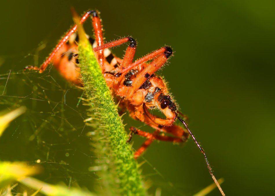 *. Автор: M.Mestanov , M.Mestanov