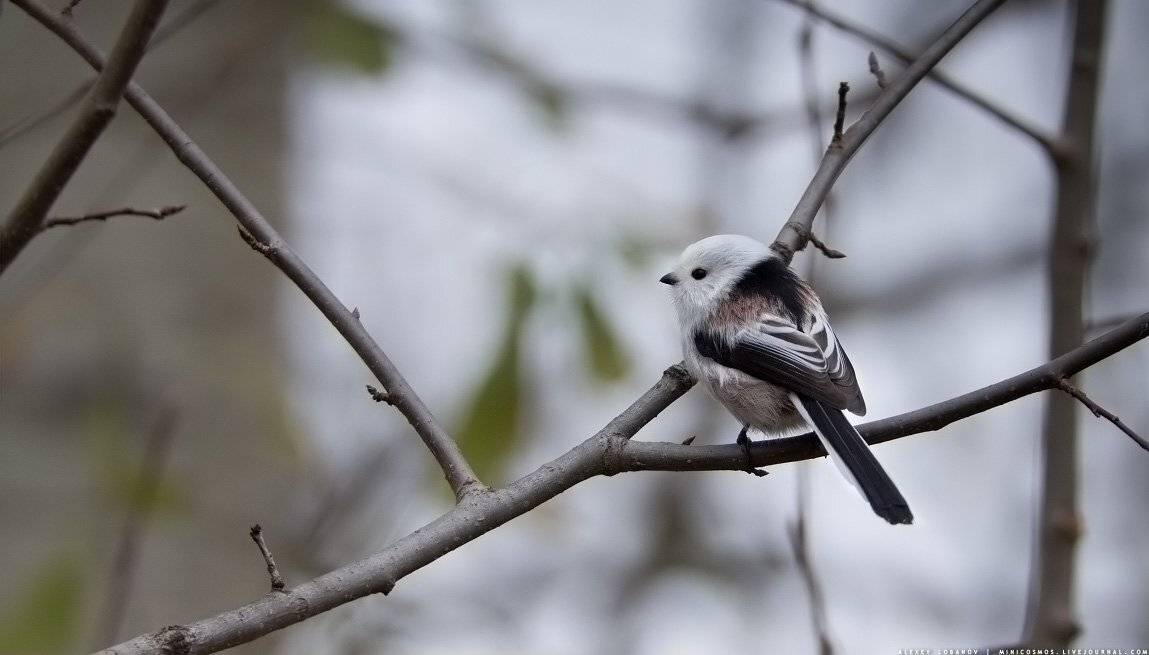 Длиннохвостая синица, Ополовник, Ярославская область, Алексей Лобанов