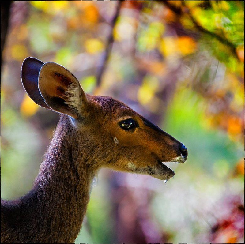 Forrest highlightsphoto preview