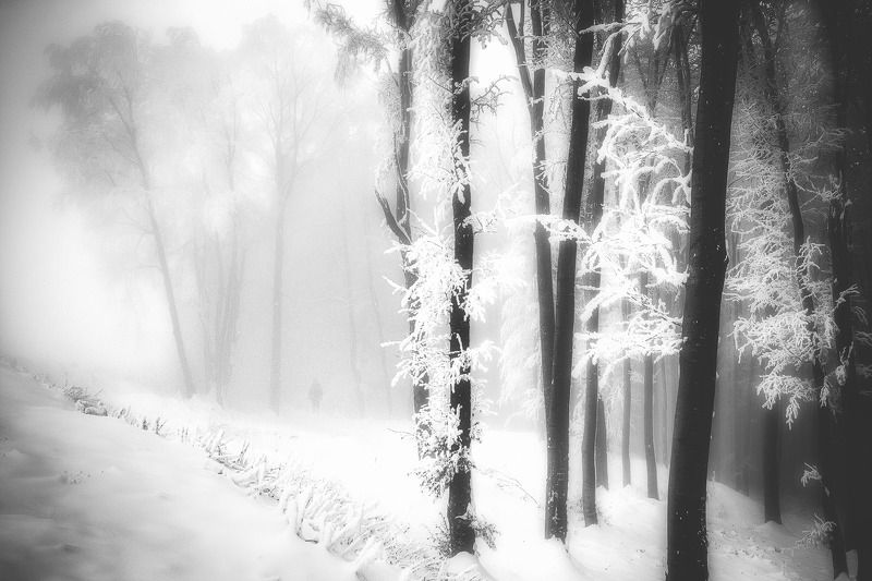 Black and white, Mist, Mood, Silhouette, Winter The shadows of the winterphoto preview