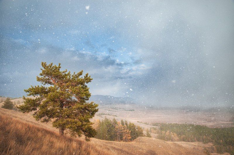 Горы, Осень, Снег, Сосна, Холмы, Южный урал Бонсайphoto preview