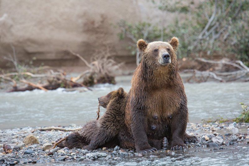 камчатка , медведи ,курильское озеро, мамаша ,медвежонок, релакс после сытного обеда не играется никакphoto preview