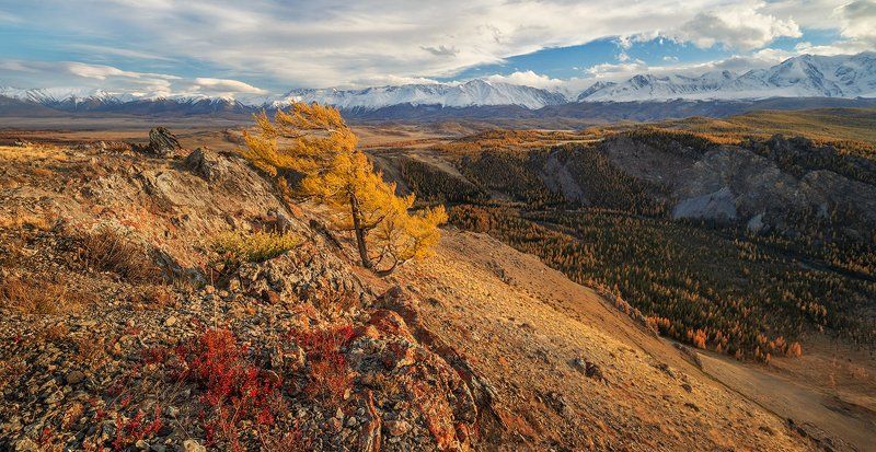 Алтайские этюды ...икебана номер раз...photo preview