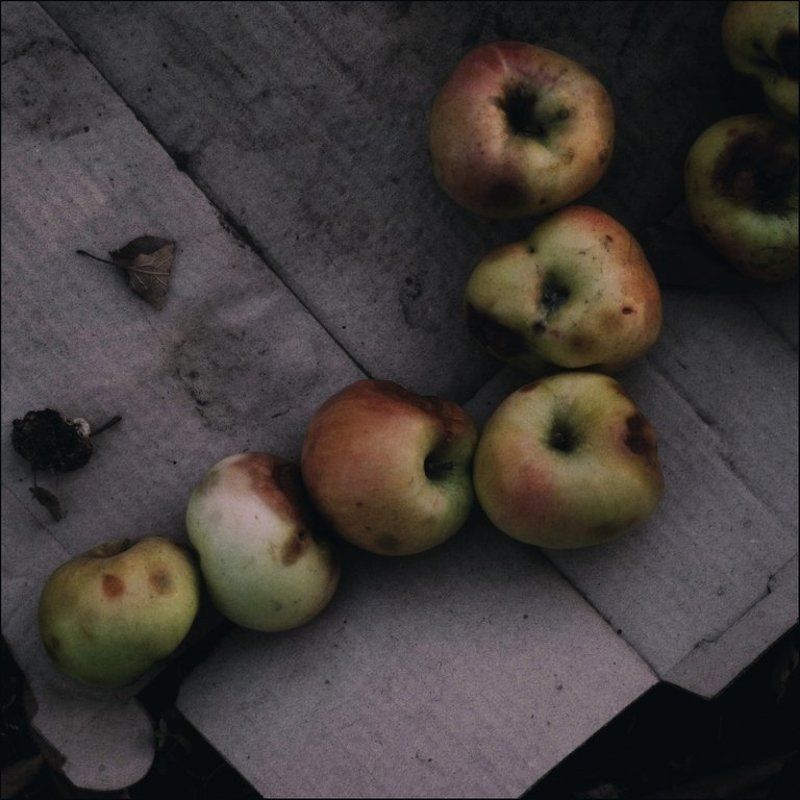 Листья, Природа Лень осенняяphoto preview