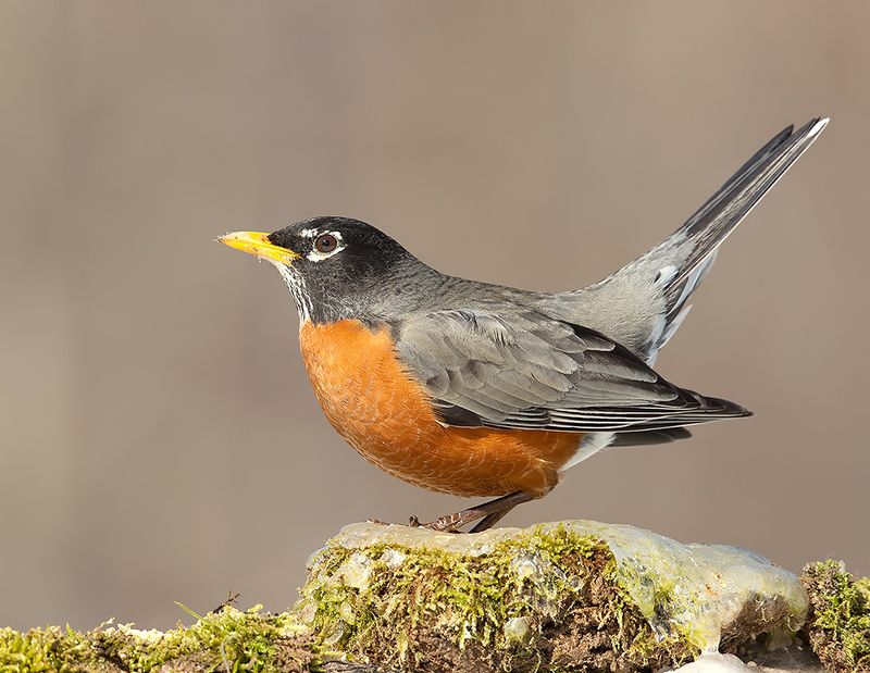 странствующий дрозд, american robin, дрозд, зима Странствующий Дрозд -American Robinphoto preview