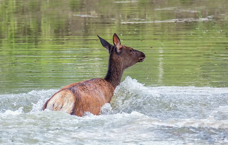 марал, озеро, лес, Маралы.photo preview