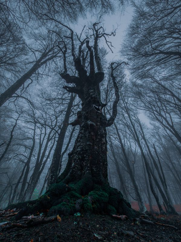 Там чудеса, там леший бродит...photo preview