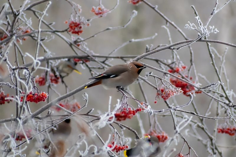 свиристели прилетелиphoto preview