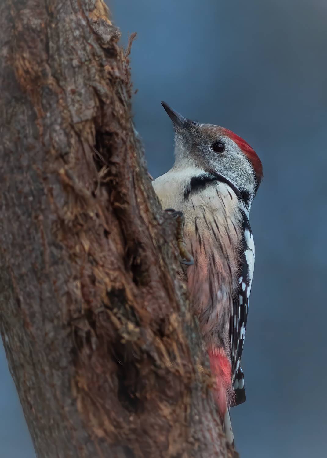 Средний пёстрый дятел. Автор: Денис Пронин , Денис Пронин