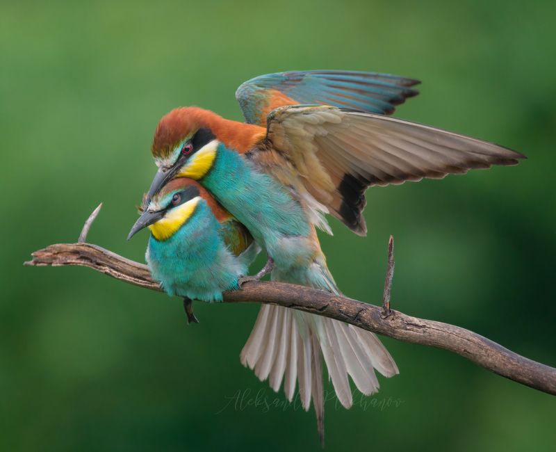 щурки Я буду любить тебя нежно ...photo preview