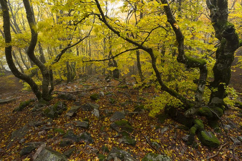 photography, mountain, spring, flower, landscape, photo, awakening, flowers, land, landmark, lands, soft ligth, ligth, mountains, photo, river Golden landsphoto preview