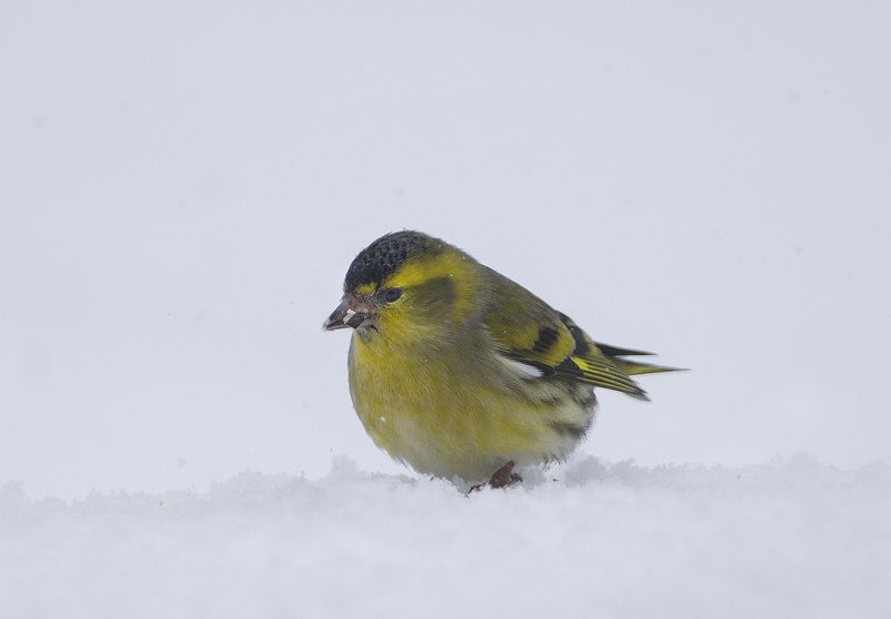 Белая сказкаphoto preview