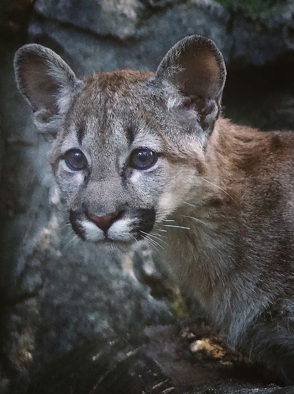 Пумаphoto preview