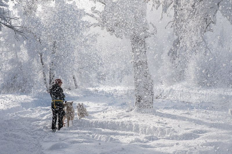 снег, зима, сугробы, собаки, лайки, пейзаж, природа Снежная прогулкаphoto preview