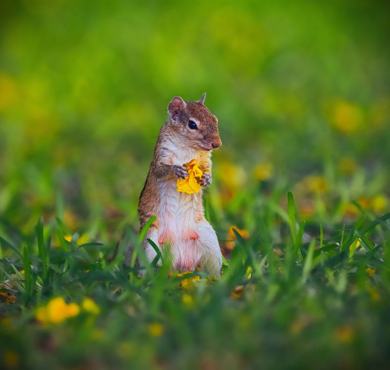 chipmunk.tail.lizard, reptile, closeup, bird, birds, wild, wings, beauty, nature, swan, feather, spread, little sparrow,animal,animals,nikon,tailorbird,portraitm,eyes Chipmunkphoto preview