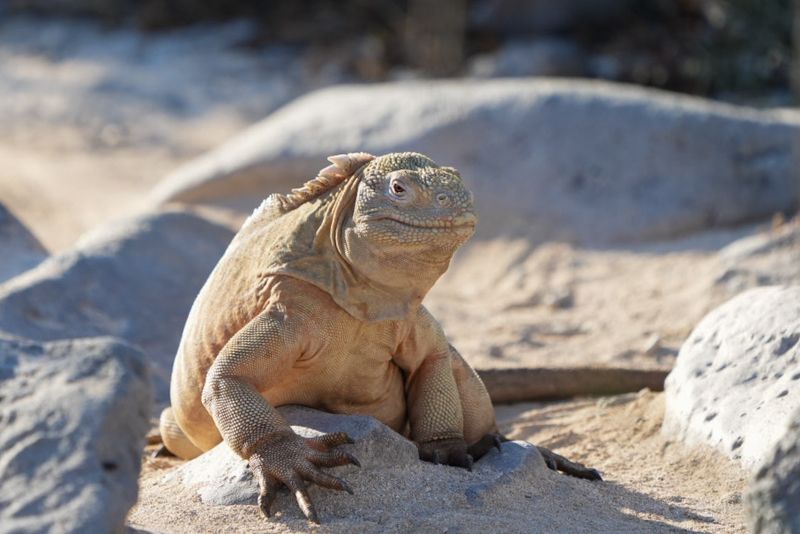 lizard lizardphoto preview