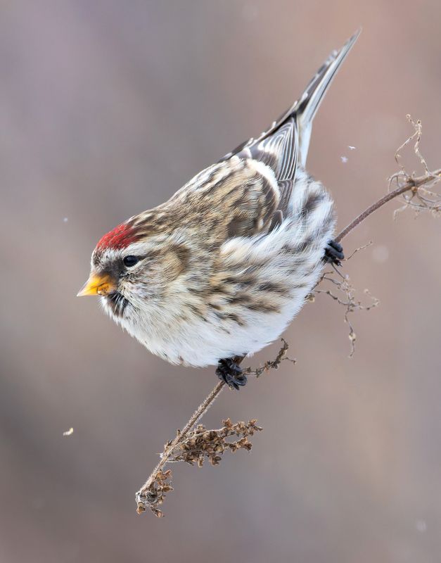 чечетка, acanthis flammea, птицы, фото птиц Чечетка. (Acanthis flammea)photo preview