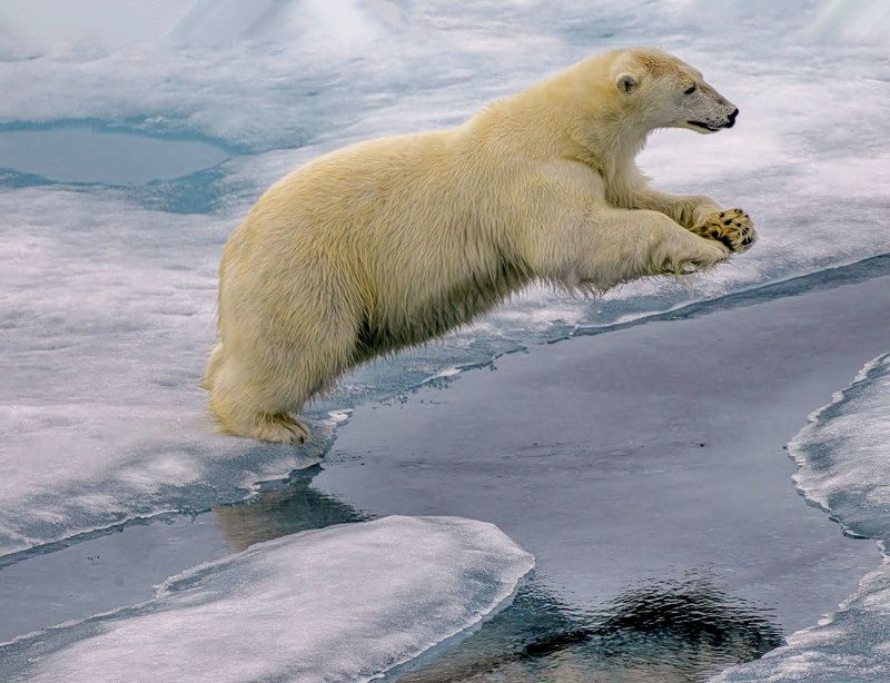 Polar Jumpphoto preview