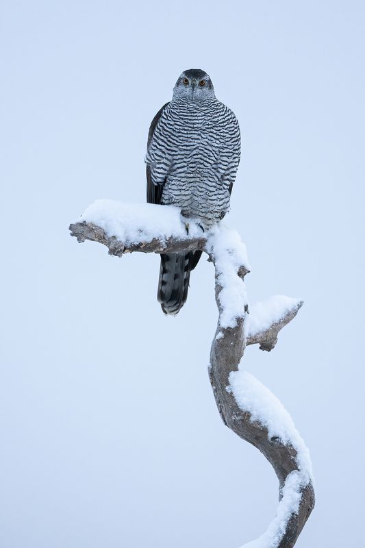 Ястреб-тетеревятникphoto preview
