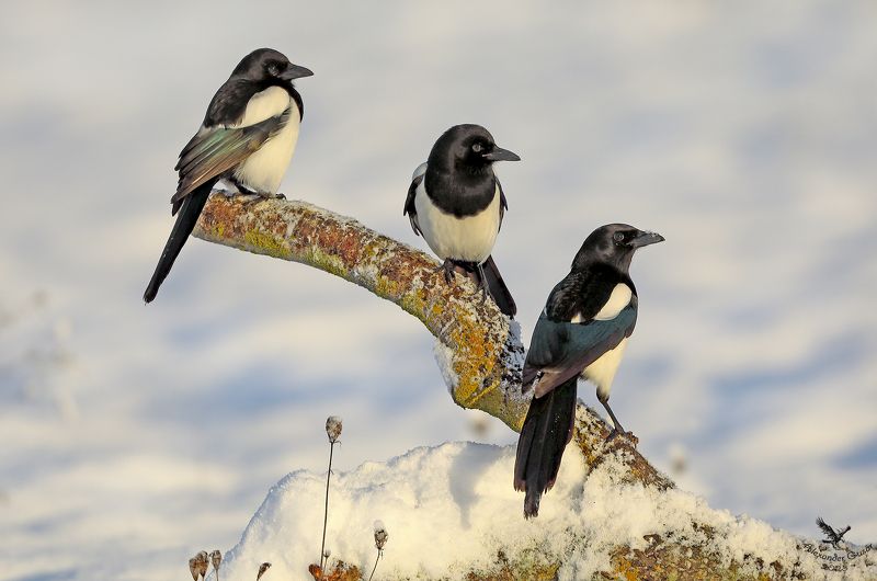 сорока. Три сестры.photo preview