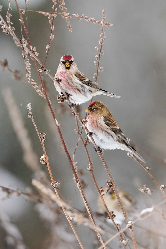 Чечёткиphoto preview