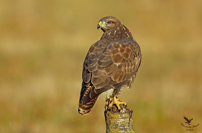 Гордый взгляд. фото превью