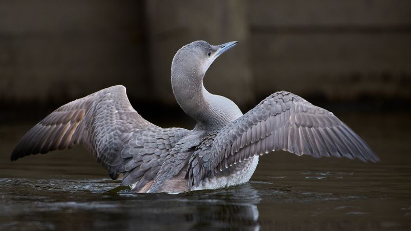 Чернозобая гагараphoto preview