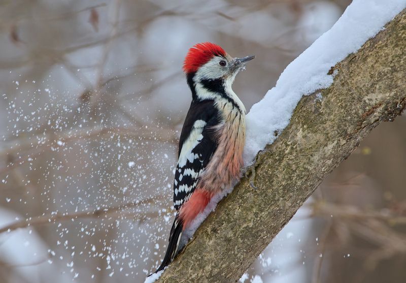 Средний пестрый дятелphoto preview