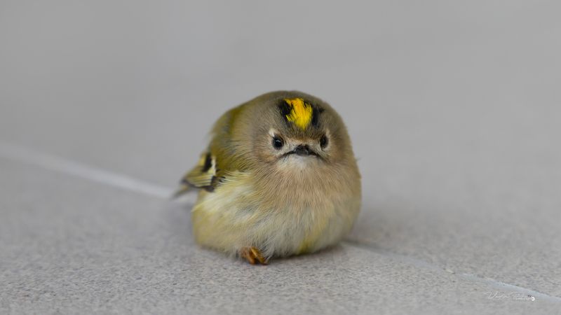 Жёлтый королёк, птичка, фотография, пернатый, животное, портрет,  маленький, пушистый, сидит «Желтоголовый королёк»photo preview