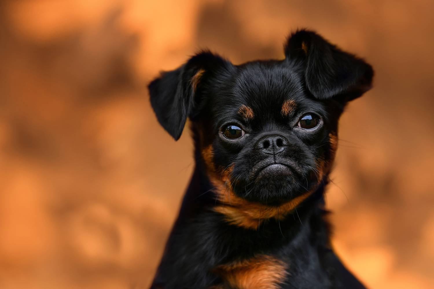 знакомьтесь , это брайтли и он пти -брабансон). очень интеллектуальный пёс , с высоко развитой эмпатией к своим людям., Соловьёва Елена