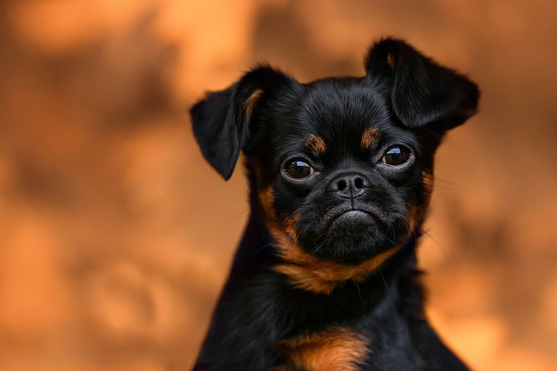 знакомьтесь , это брайтли и он пти -брабансон). очень интеллектуальный пёс , с высоко развитой эмпатией к своим людям. Брайтлиphoto preview