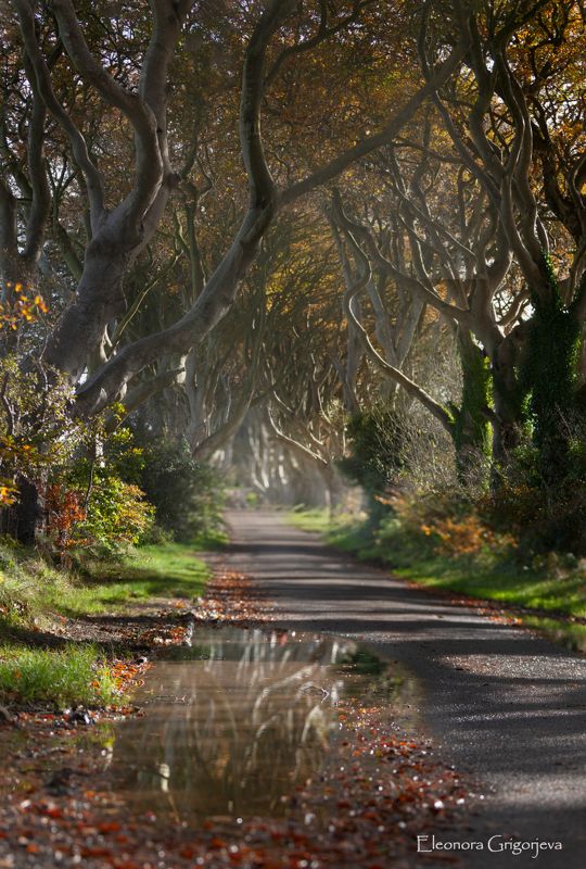 Dark Hedges.photo preview