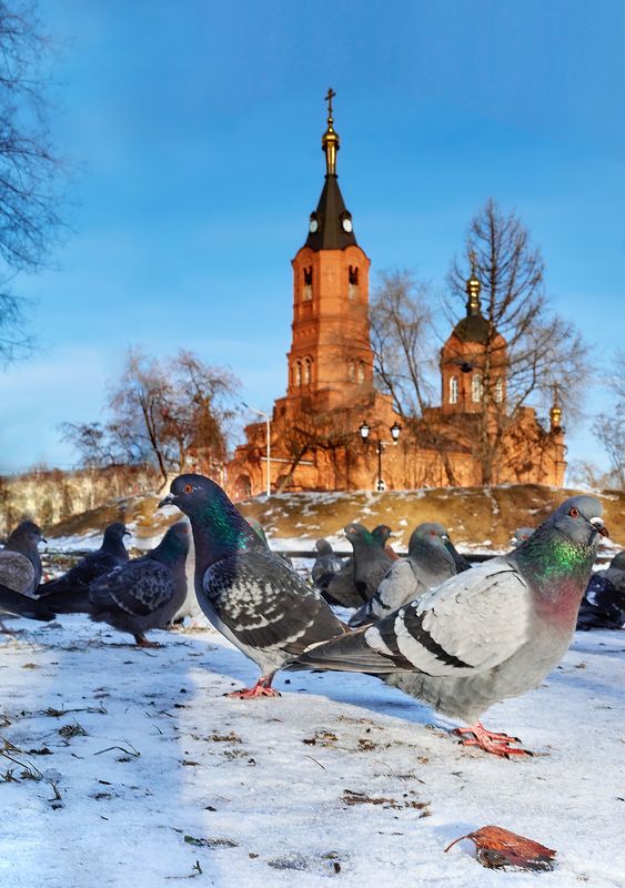 Орлы)))photo preview