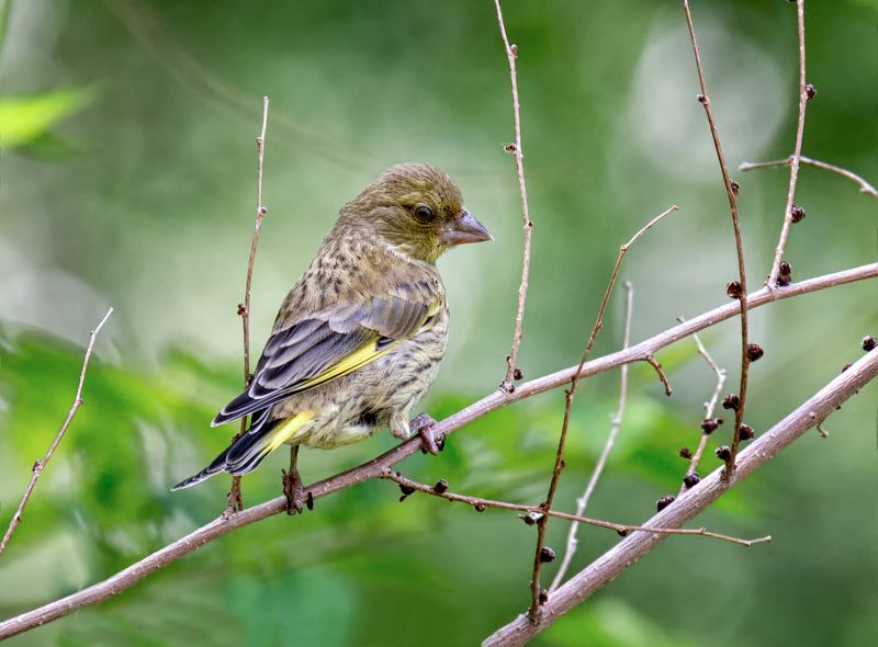 птицы, зеленушка, воробушек, мухи, ***photo preview
