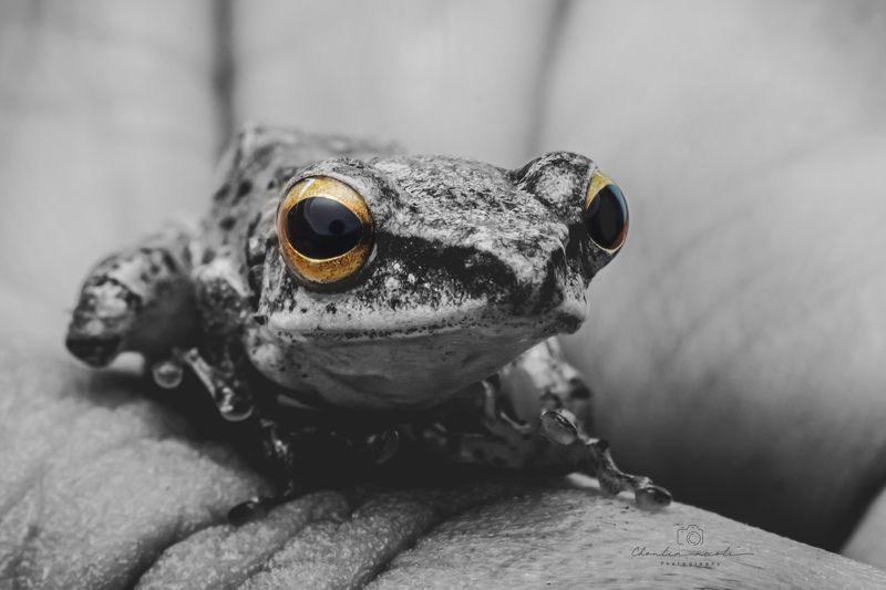 fog, color, eyes, animal, macro, black, white, focus Eyes colorphoto preview